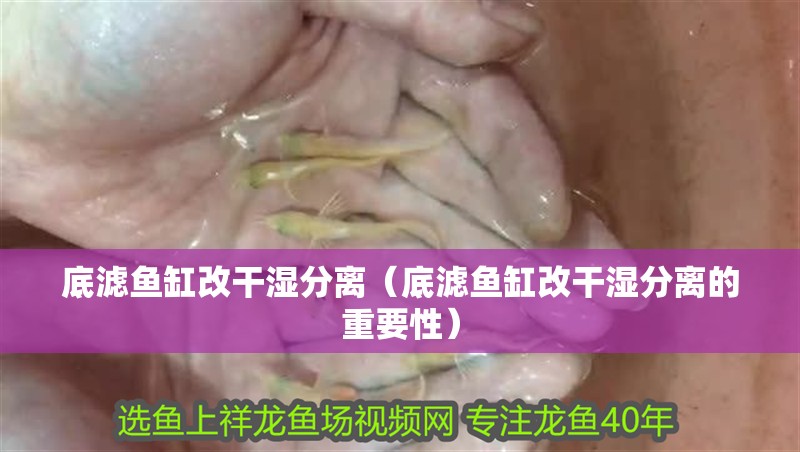 底濾魚缸改干濕分離（底濾魚缸改干濕分離的重要性） 底濾魚缸改干濕分離（底濾魚缸改干濕分離的重要性） 魚缸百科