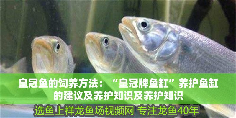 皇冠魚的飼養方法：“皇冠牌魚缸”養護魚缸的建議及養護知識及養護知識 皇冠魚的飼養方法：“皇冠牌魚缸”養護魚缸的建議及養護知識及養護知識 魚缸百科