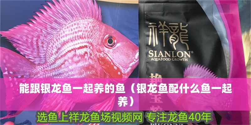 能跟銀龍魚一起養的魚（銀龍魚配什么魚一起養）