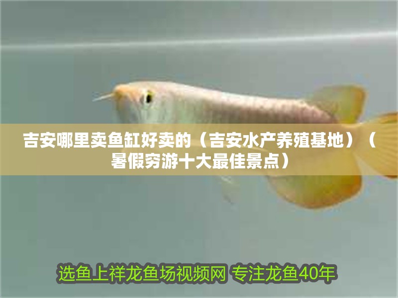 吉安哪里賣魚缸好賣的（吉安水產養殖基地）（暑假窮游十大最佳景點）