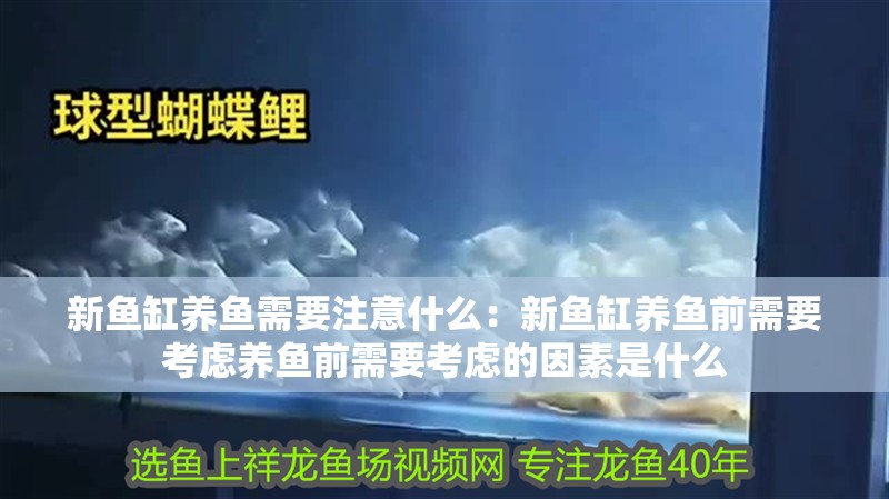新魚缸養魚需要注意什么：新魚缸養魚前需要考慮養魚前需要考慮的因素是什么