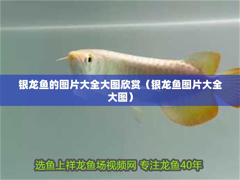 銀龍魚的圖片大全大圖欣賞（銀龍魚圖片大全大圖）
