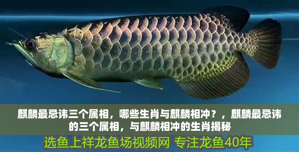 麒麟最忌諱三個屬相，哪些生肖與麒麟相沖？，麒麟最忌諱的三個屬相，與麒麟相沖的生肖揭秘