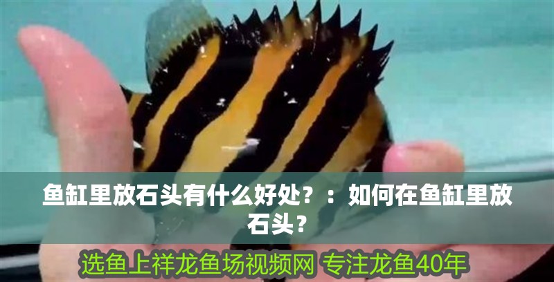 魚缸里放石頭有什么好處？：如何在魚缸里放石頭？
