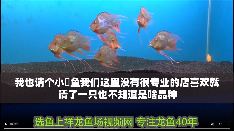 我也請(qǐng)個(gè)小魟魚我們這里沒(méi)有很專業(yè)的店喜歡就請(qǐng)了一只也不知道是啥品種