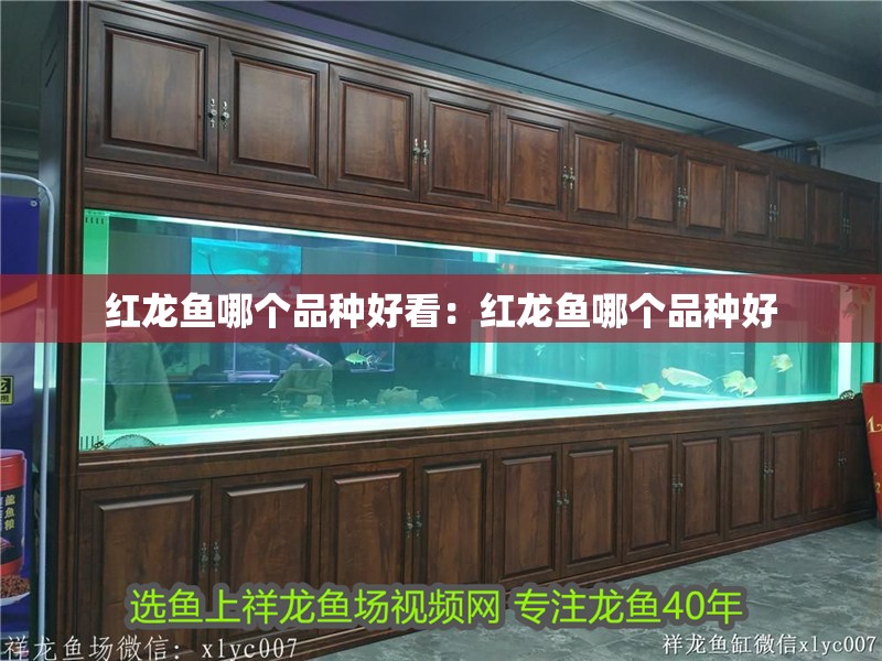 紅龍魚(yú)哪個(gè)品種好看：紅龍魚(yú)哪個(gè)品種好