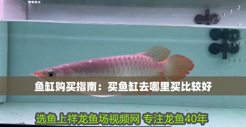 魚缸購買指南：買魚缸去哪里買比較好