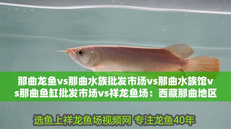 那曲龍魚vs那曲水族批發市場vs那曲水族館vs那曲魚缸批發市場vs祥龍魚場：西藏那曲地區的水族市場及相關信息 那曲龍魚vs那曲水族批發市場vs那曲水族館vs那曲魚缸批發市場vs祥龍魚場：西藏那曲地區的水族市場及相關信息 祥龍魚場各市分站 第2張