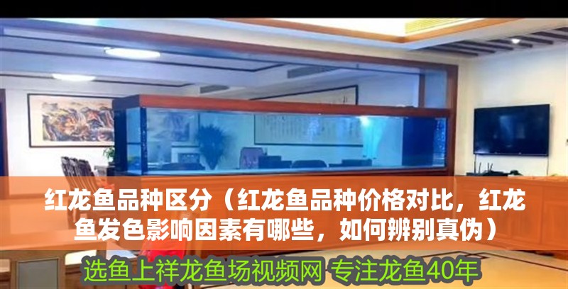 紅龍魚品種區分（紅龍魚品種價格對比，紅龍魚發色影響因素有哪些，如何辨別真偽）