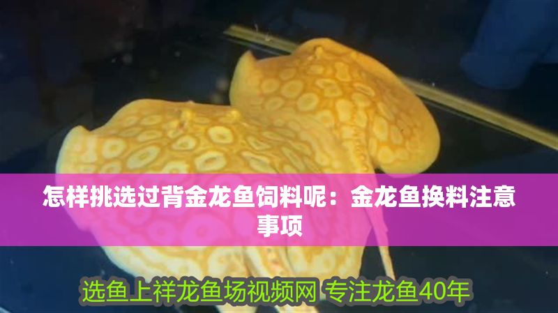 怎樣挑選過背金龍魚飼料呢：金龍魚換料注意事項
