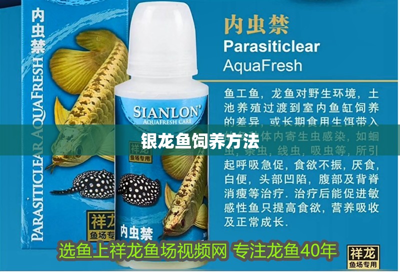 銀龍魚飼養方法