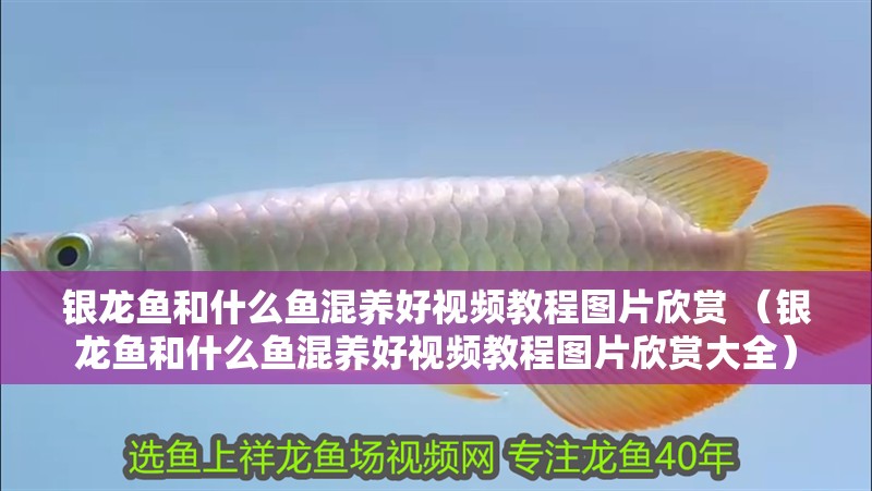 銀龍魚和什么魚混養好視頻教程圖片欣賞 （銀龍魚和什么魚混養好視頻教程圖片欣賞大全）