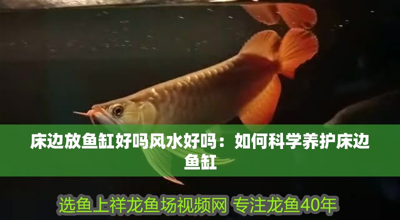 床邊放魚缸好嗎風(fēng)水好嗎：如何科學(xué)養(yǎng)護(hù)床邊魚缸 床邊放魚缸好嗎風(fēng)水好嗎：如何科學(xué)養(yǎng)護(hù)床邊魚缸 魚缸百科