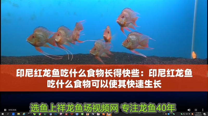 印尼紅龍魚吃什么食物長得快些：印尼紅龍魚吃什么食物可以使其快速生長