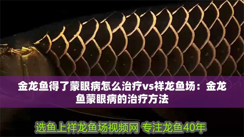 金龍魚得了蒙眼病怎么治療vs祥龍魚場(chǎng):金龍魚蒙眼病的治療方法 vs祥龍魚場(chǎng) 第1張 金龍魚得了蒙眼病怎么治療vs祥龍魚場(chǎng):金龍魚蒙眼病的治療方法 金龍魚得了蒙眼病怎么治療vs祥龍魚場(chǎng):金龍魚蒙眼病的治療方法 vs祥龍魚場(chǎng) 第1張