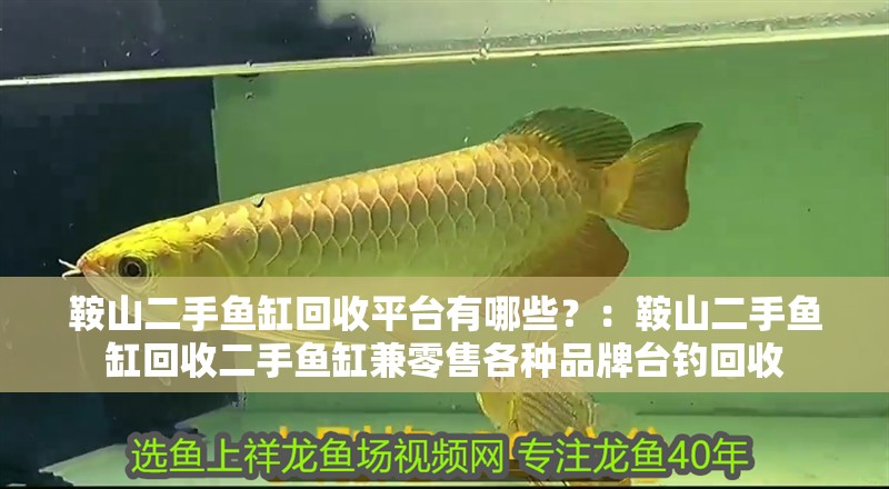 鞍山二手魚缸回收平臺(tái)有哪些？：鞍山二手魚缸回收二手魚缸兼零售各種品牌臺(tái)釣回收