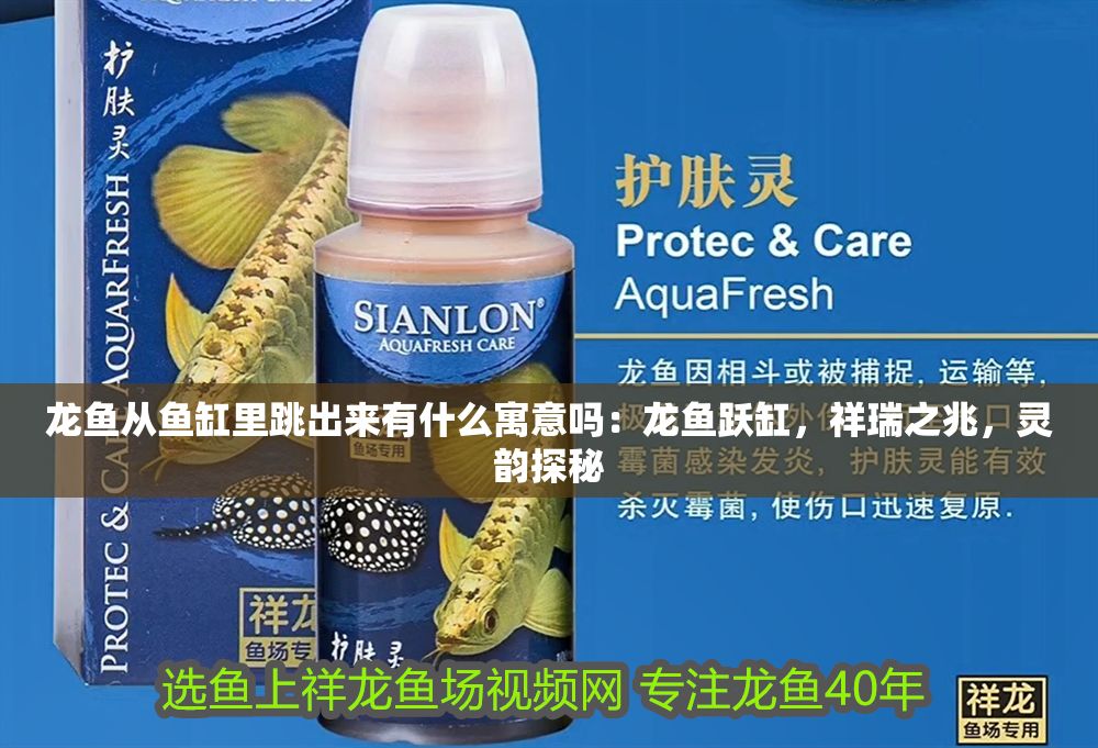 詳細(xì)閱讀:龍魚從魚缸里跳出來有什么寓意嗎:龍魚躍缸,祥瑞之兆,靈韻探秘 龍魚從魚缸里跳出來有什么寓意嗎:龍魚躍缸,祥瑞之兆,靈韻探秘