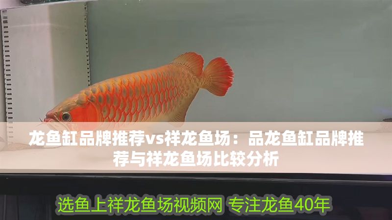 龍魚(yú)缸品牌推薦vs祥龍魚(yú)場(chǎng)：品龍魚(yú)缸品牌推薦與祥龍魚(yú)場(chǎng)比較分析