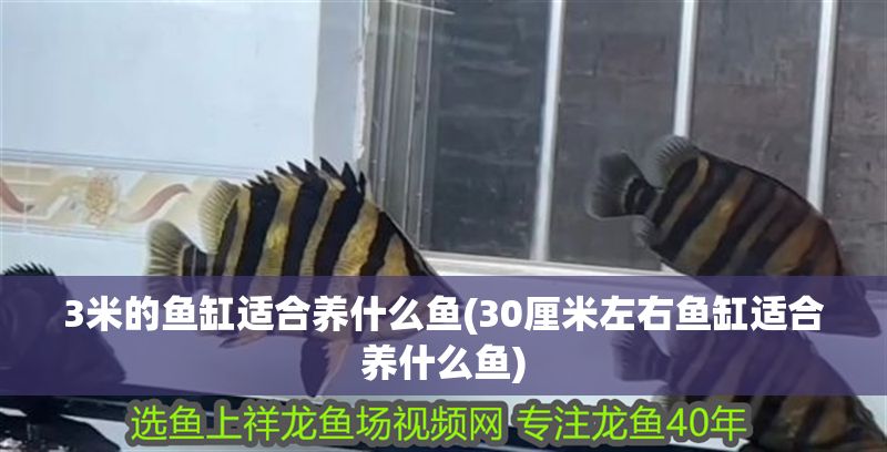 3米的魚缸適合養什么魚(30厘米左右魚缸適合養什么魚)