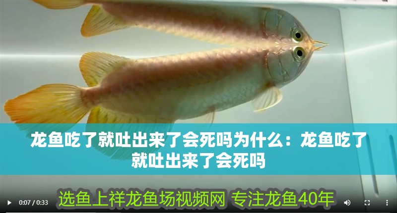 龍魚吃了就吐出來了會死嗎為什么：龍魚吃了就吐出來了會死嗎