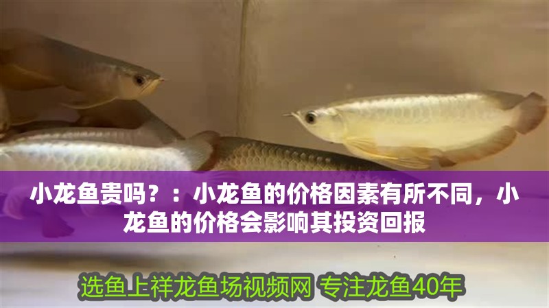 小龍魚貴嗎？：小龍魚的價格因素有所不同，小龍魚的價格會影響其投資回報 小龍魚貴嗎？：小龍魚的價格因素有所不同，小龍魚的價格會影響其投資回報 龍魚百科