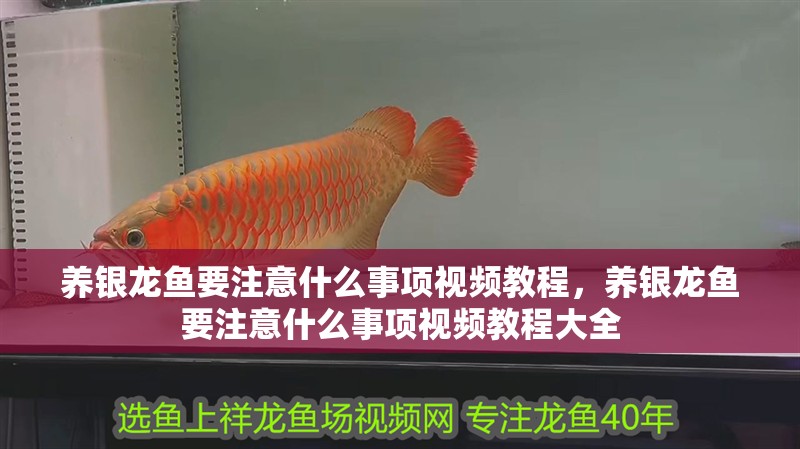 養(yǎng)銀龍魚要注意什么事項(xiàng)視頻教程，養(yǎng)銀龍魚要注意什么事項(xiàng)視頻教程大全
