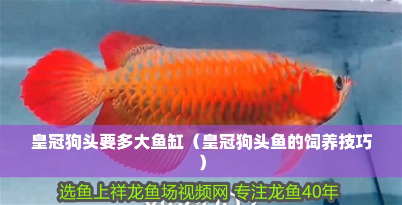 皇冠狗頭要多大魚缸（皇冠狗頭魚的飼養技巧）