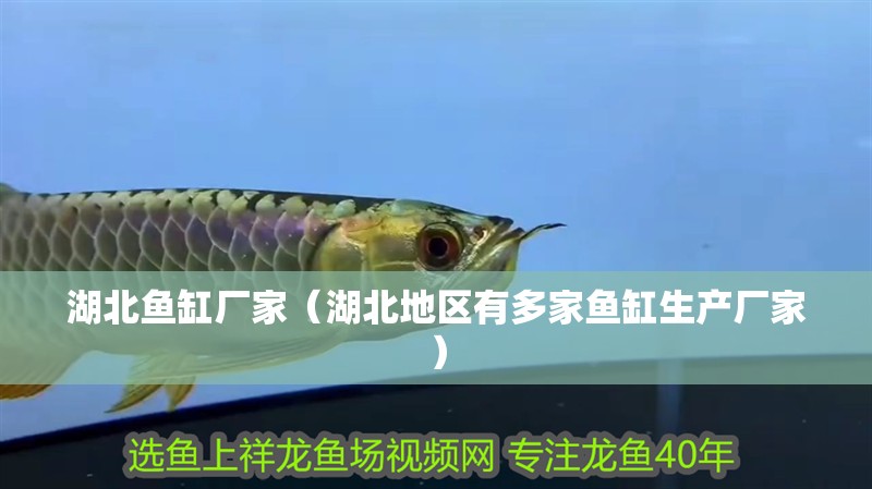 湖北魚缸廠家（湖北地區有多家魚缸生產廠家）