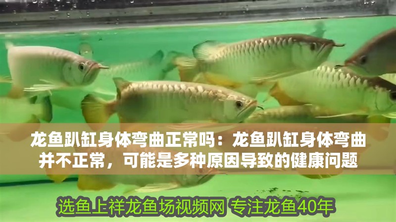 龍魚趴缸身體彎曲正常嗎：龍魚趴缸身體彎曲并不正常，可能是多種原因?qū)е碌慕】祮栴}