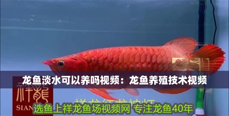 龍魚淡水可以養嗎視頻：龍魚養殖技術視頻