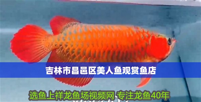 魚缸過濾器選購指南:自制魚缸過濾器魚缸上置過濾器對于養魚愛好者的必備知識 吉林市昌邑區美人魚觀賞魚店 全國水族館企業名錄 吉林市昌邑區美人魚觀賞魚店 吉林市昌邑區美人魚觀賞魚店 全國水族館企業名錄