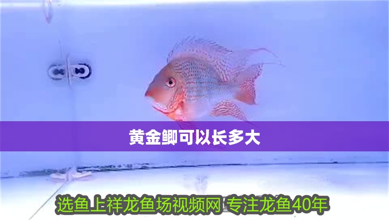 黃金鯽可以長多大