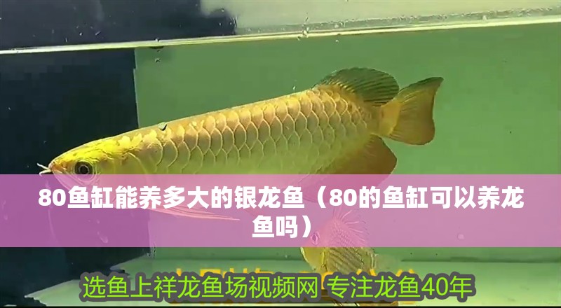 80魚缸能養多大的銀龍魚（80的魚缸可以養龍魚嗎） 80魚缸能養多大的銀龍魚（80的魚缸可以養龍魚嗎） 銀龍魚百科