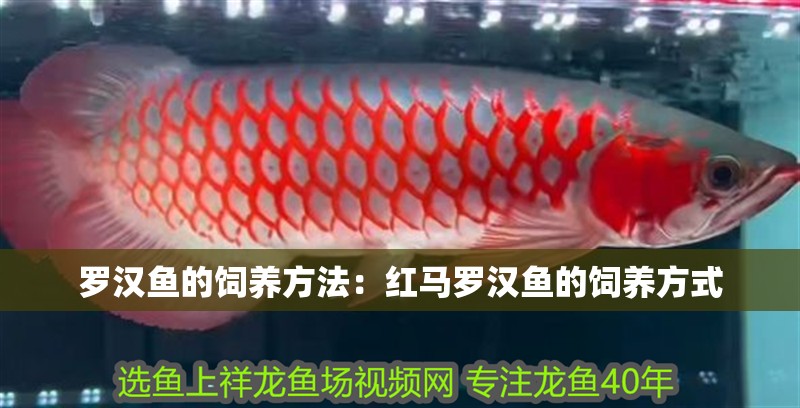羅漢魚(yú)的飼養(yǎng)方法：紅馬羅漢魚(yú)的飼養(yǎng)方式 羅漢魚(yú)的飼養(yǎng)方法：紅馬羅漢魚(yú)的飼養(yǎng)方式 魚(yú)缸百科