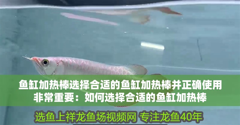 魚缸加熱棒選擇合適的魚缸加熱棒并正確使用非常重要：如何選擇合適的魚缸加熱棒
