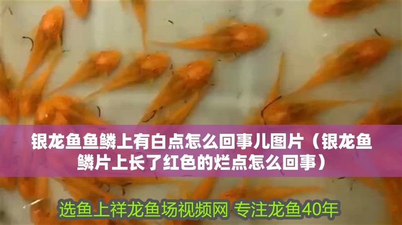 鸚鵡魚和銀龍魚混養怎樣喂食 銀龍魚魚鱗上有白點怎么回事兒圖片(銀龍魚鱗片上長了紅色的爛點怎么回事) 銀龍魚百科 銀龍魚魚鱗上有白點怎么回事兒圖片(銀龍魚鱗片上長了紅色的爛點怎么回事) 銀龍魚魚鱗上有白點怎么回事兒圖片(銀龍魚鱗片上長了紅色的爛點怎么回事) 銀龍魚百科