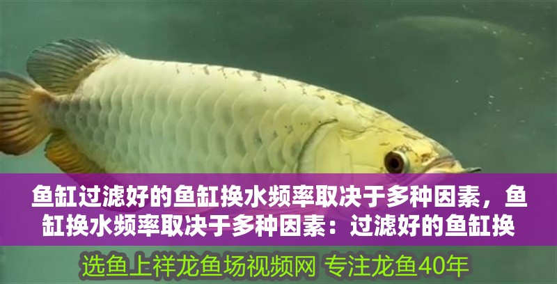 魚缸過濾好的魚缸換水頻率取決于多種因素，魚缸換水頻率取決于多種因素：過濾好的魚缸換水頻率取決于多種因素