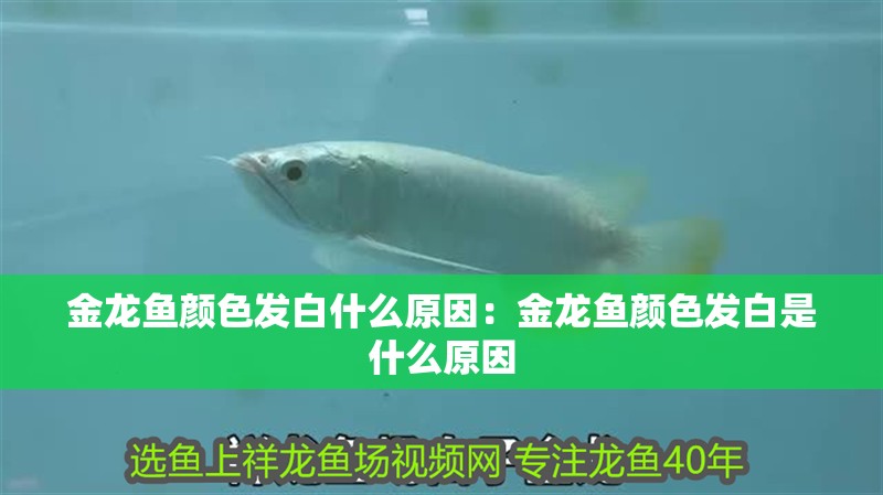 金龍魚顏色發白什么原因：金龍魚顏色發白是什么原因 金龍魚顏色發白什么原因：金龍魚顏色發白是什么原因 龍魚百科