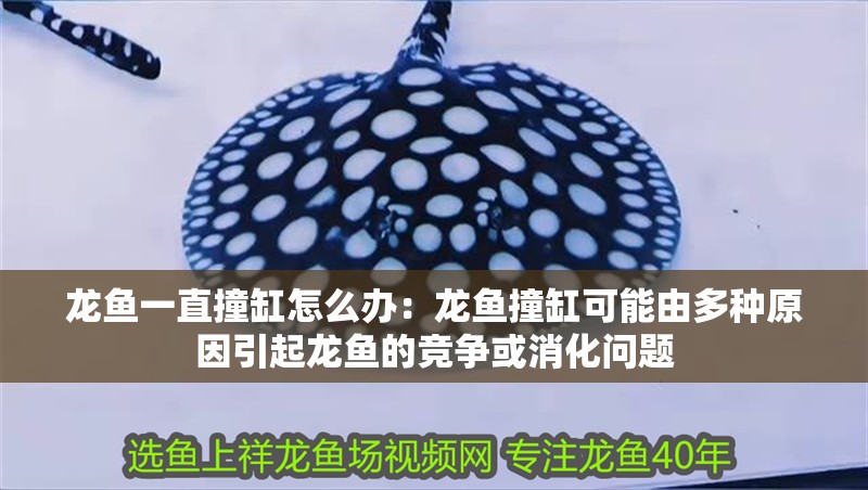 龍魚一直撞缸怎么辦：龍魚撞缸可能由多種原因引起龍魚的競爭或消化問題