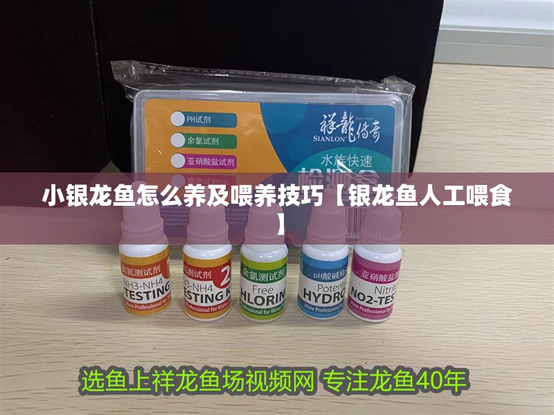 小銀龍魚怎么養及喂養技巧【銀龍魚人工喂食】 小銀龍魚怎么養及喂養技巧【銀龍魚人工喂食】 銀龍魚百科