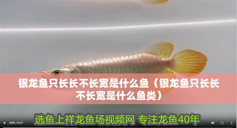 銀龍魚只長長不長寬是什么魚（銀龍魚只長長不長寬是什么魚類） 銀龍魚只長長不長寬是什么魚（銀龍魚只長長不長寬是什么魚類） 銀龍魚百科
