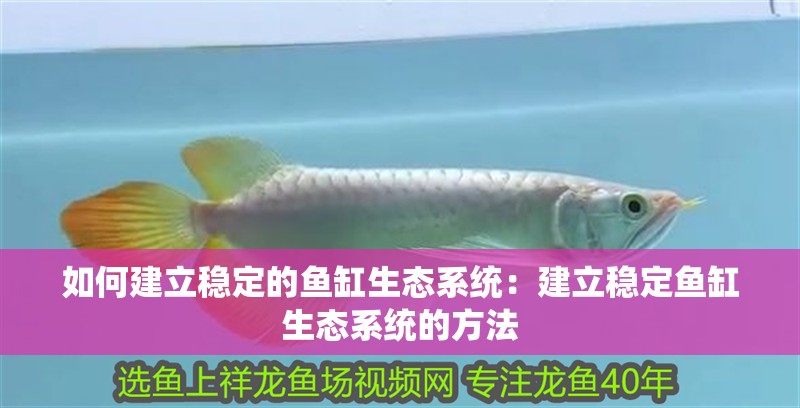 如何建立穩定的魚缸生態系統：建立穩定魚缸生態系統的方法 如何建立穩定的魚缸生態系統：建立穩定魚缸生態系統的方法 魚缸百科