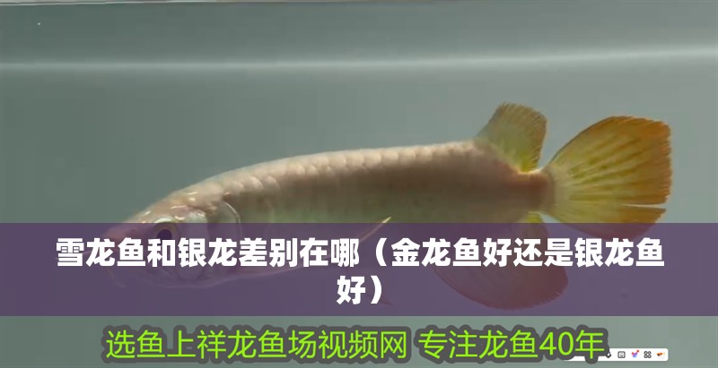 魚缸過濾器選購指南:自制魚缸過濾器魚缸上置過濾器對于養魚愛好者的必備知識 雪龍魚和銀龍差別在哪(金龍魚好還是銀龍魚好) 銀龍魚百科 雪龍魚和銀龍差別在哪(金龍魚好還是銀龍魚好) 雪龍魚和銀龍差別在哪(金龍魚好還是銀龍魚好) 銀龍魚百科