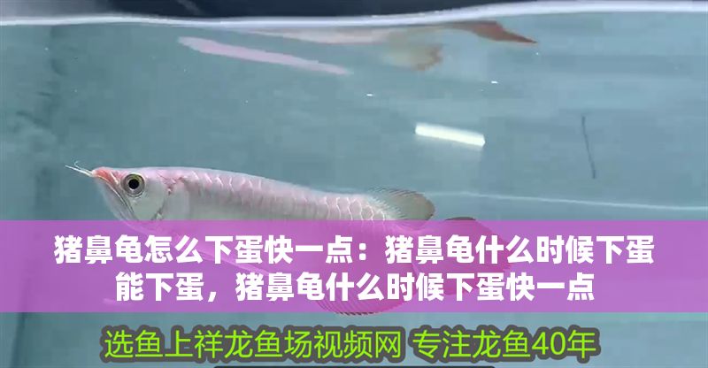 豬鼻龜怎么下蛋快一點：豬鼻龜什么時候下蛋能下蛋，豬鼻龜什么時候下蛋快一點 豬鼻龜怎么下蛋快一點：豬鼻龜什么時候下蛋能下蛋，豬鼻龜什么時候下蛋快一點 豬鼻龜百科 第1張