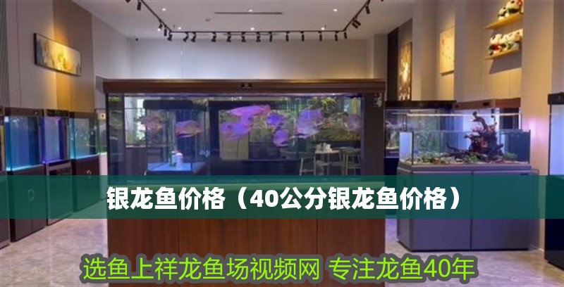 銀龍魚價格（40公分銀龍魚價格）
