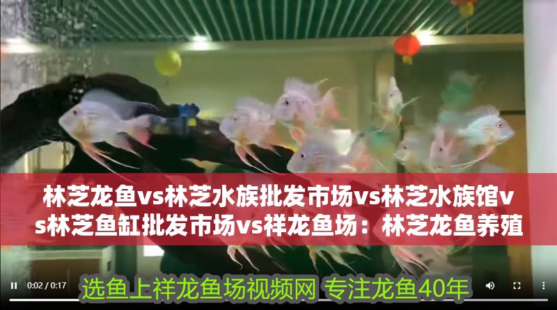 林芝龍魚vs林芝水族批發市場vs林芝水族館vs林芝魚缸批發市場vs祥龍魚場：林芝龍魚養殖技術 林芝龍魚vs林芝水族批發市場vs林芝水族館vs林芝魚缸批發市場vs祥龍魚場：林芝龍魚養殖技術 祥龍魚場各市分站 第2張