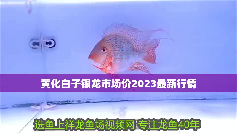 黃化白子銀龍市場(chǎng)價(jià)2023最新行情