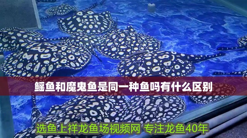 鰩魚和魔鬼魚是同一種魚嗎有什么區(qū)別