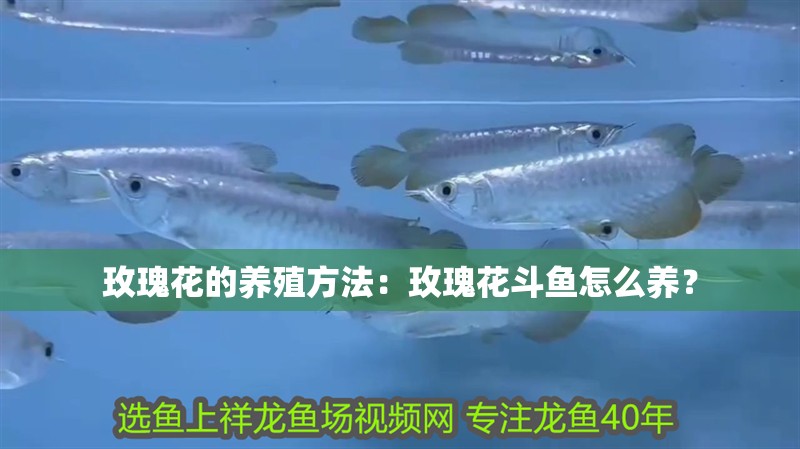 玫瑰花的養殖方法：玫瑰花斗魚怎么養？