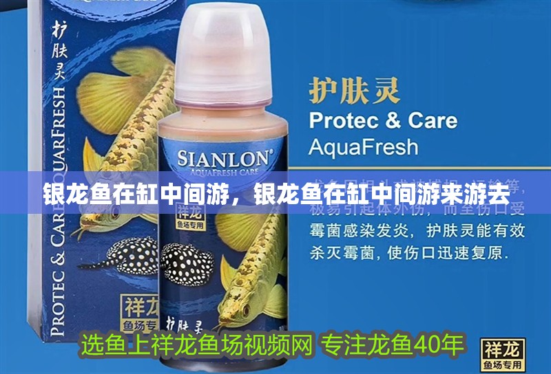 銀龍魚在缸中間游，銀龍魚在缸中間游來游去